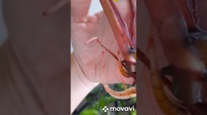 Результаты укоренения(размножение- делением ) филадендрона,аглаонемы,сингониума.