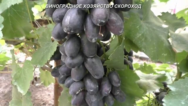 Сорта винограда 2020. Петр 1 - черный красавец раннего срока созревания смотреть онлайн