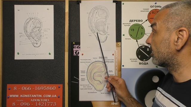 Два Основных Аурикулярных Меридиана.