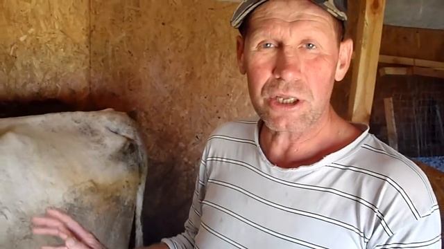 Для начинающих.Как выбрать корову. смотреть онлайн