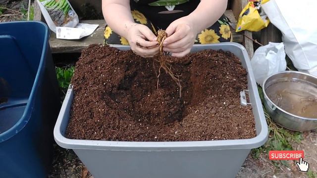 How to Plant Asparagus in Containers - Shed Wars Global Gardening 22G смотреть онлайн
