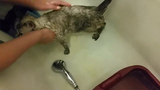 Как искупать кота? смотреть онлайн