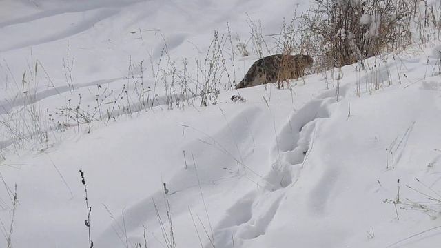 Как поживает снежный барс Акмоор? смотреть онлайн