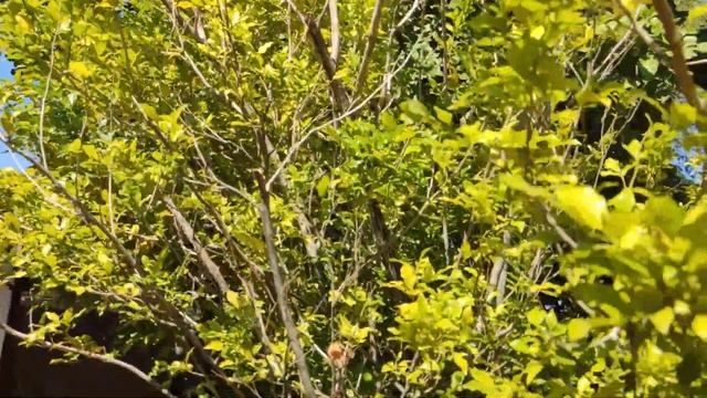 Муррайя Кёнига или дерево карри. Murraya koenigii or curry tree. смотреть онлайн