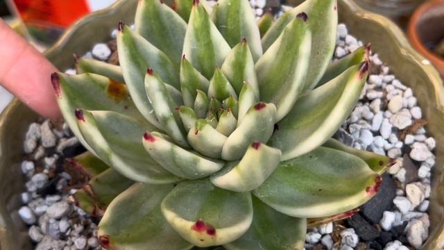 Echeveria “Elkhorn”# trasplante , #riego, #raíces #sustrato смотреть онлайн
