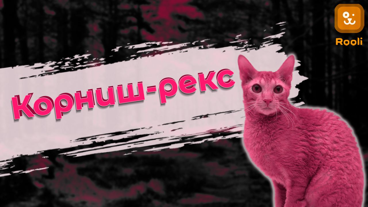 Корниш-рекс смотреть онлайн