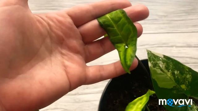 ?9?Сингониумы ,эсхинантус , бегонии - мои новинки и не только ?