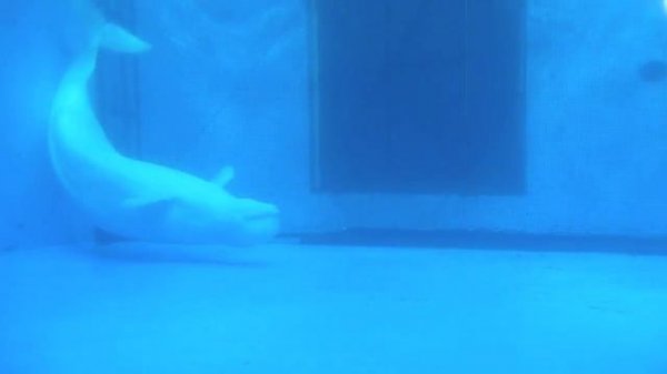 シーパラ まわるイルカとシロイルカ(Dolphin,Beluga,Delphinapterus leucas)