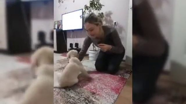 Щенок Лабрадор 2 месяца. смотреть онлайн