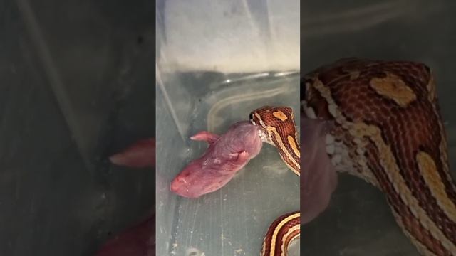 Кормление маисового полоза Катриеля. Рассказываю некоторые нюансы по содержанию змей. смотреть онлайн