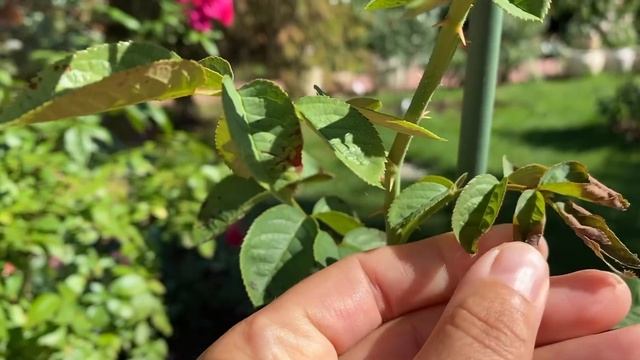 РОЗЫ. ПЕРЕЛИВ РОЗ ВОДОЙ, ПРИНЕСЁТ ВАШИМ РОЗАМ БОЛЕЗНИ. смотреть онлайн