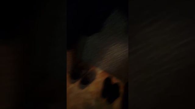 У меня появилась собака 🐶. смотреть онлайн
