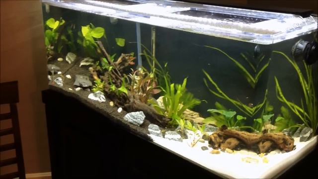 75 Gallon Planted Tank Update - New Finnex 24/7 смотреть онлайн