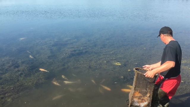 Карп КОИ смотреть онлайн