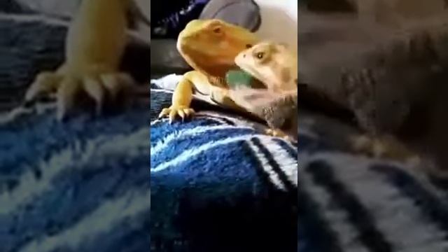 Драма в жизни домашних хамелеонов