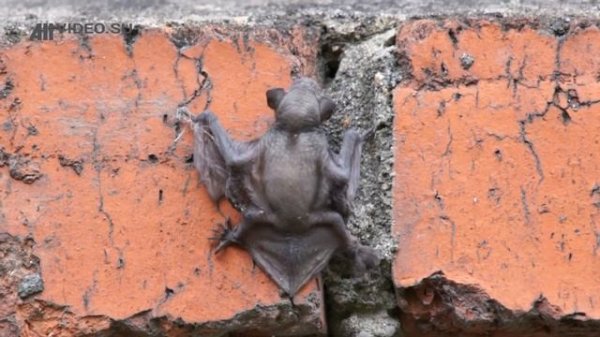 Детеныш летучей мыши. Baby bat. AllVideo.su.