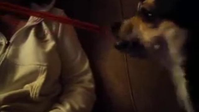 Собака пьёт из трубочки. смотреть онлайн