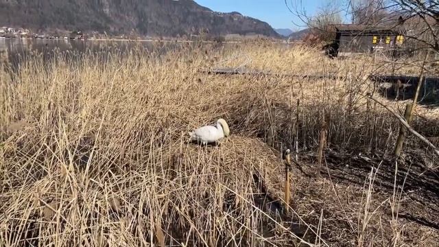 Гнездо лебедей смотреть онлайн