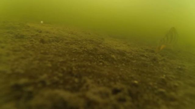 Подводная съёмка #1. Ловля окуня. Съёмка подо льдом смотреть онлайн