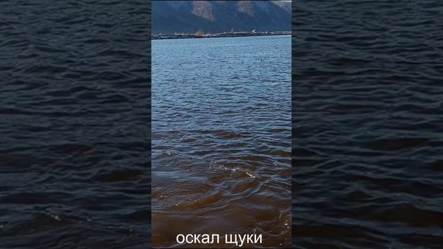 #shorts#Рыбалка на корюшку кругом..avi смотреть онлайн