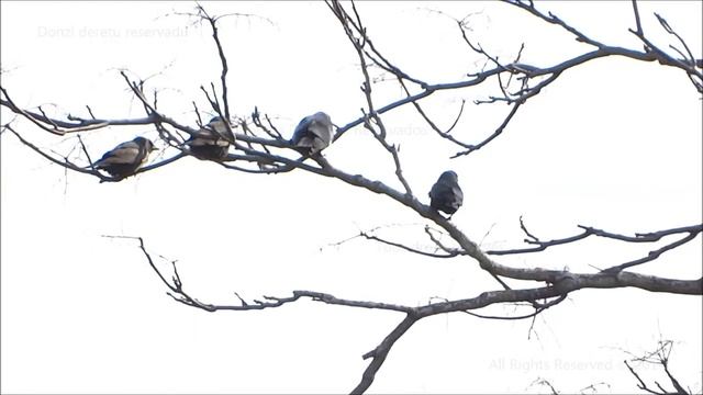 Tàcula - Coloeus Monedula - Western Jackdaw