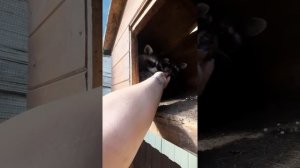 Енотики разнесли свои домики