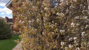 Ирга Ламарка ‘Amelanchier lamarckii’