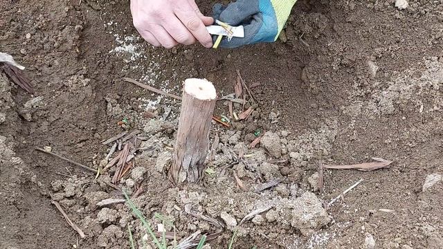 Прививка винограда чёрное в чёрное. смотреть онлайн