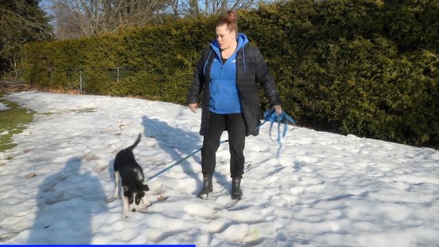 Your COMPLETE Guide To Puppy Potty Training! смотреть онлайн