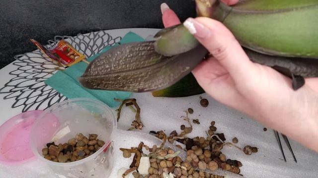 24.03.2021 Пересадка СТАРЕЙШИНЫ, подмерзли корешки. Применяем МАКСИМ... смотреть онлайн