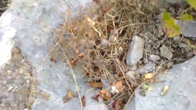 Побережье Хорватии, возле Карлобаг смотреть онлайн