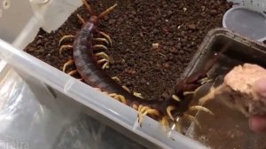 гигантская сколопендра 50см