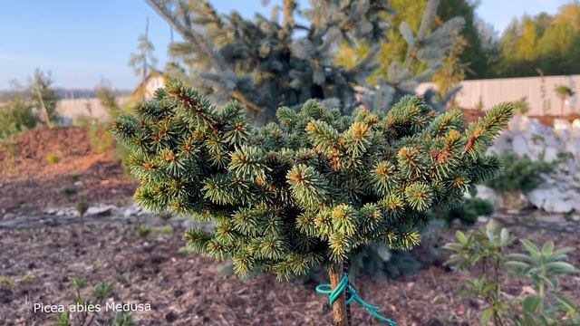 Хвойный сад, показываю малую часть хвойной коллекции