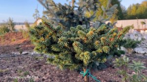 Хвойный сад, показываю малую часть хвойной коллекции