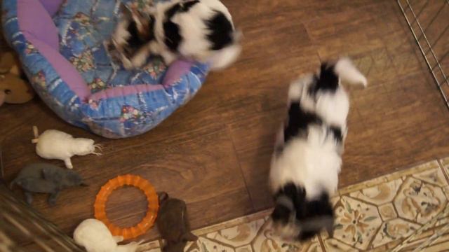 2 мальчика бивер йорк.2 male for sale. 2 month смотреть онлайн