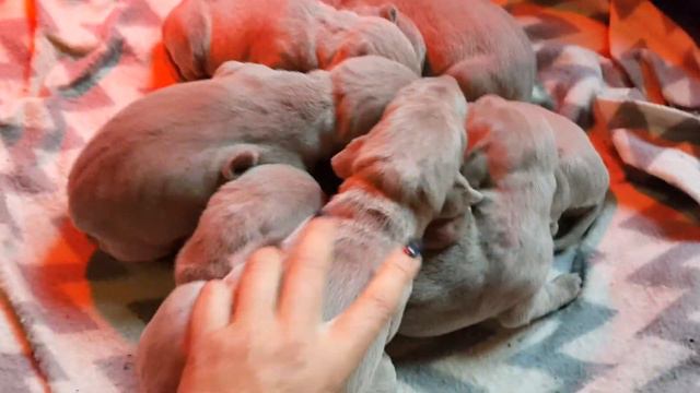 Cuccioli Weimaraner maschi femmine in vendita смотреть онлайн