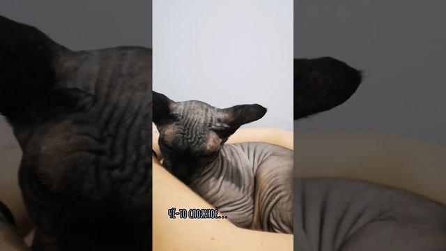 ❗Сезон школы котов открыт❗ Урок 1: Зачем кошке подушечки на лапках?🐾 тгк: https://t.me/Smoke2017🐁 смотреть онлайн