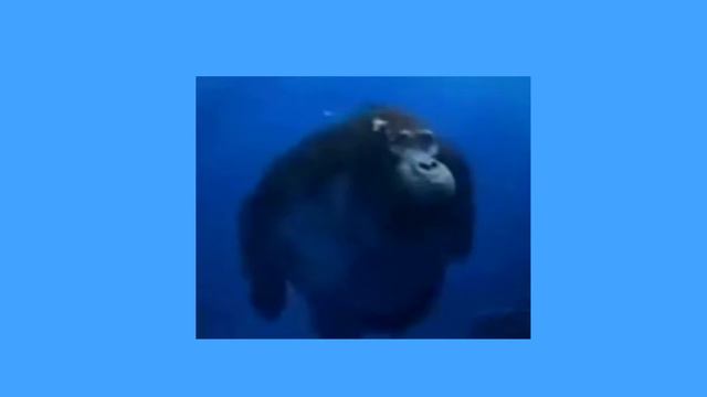 Life could be a dream 🐵 (Sped up) смотреть онлайн