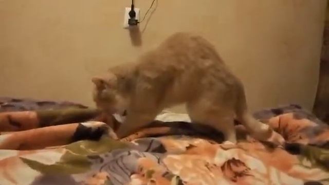 Мартовский кот) смотреть онлайн