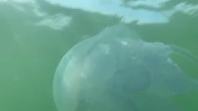 Медузы в чёрном море Крым смотреть онлайн