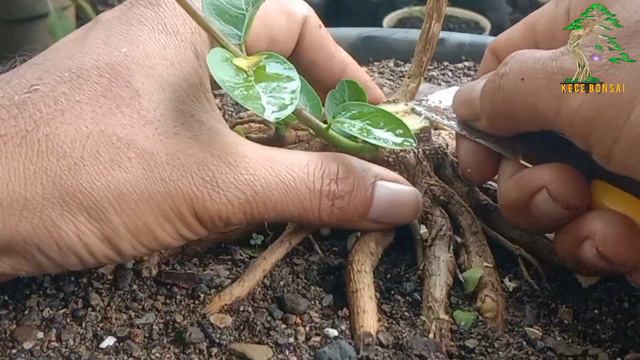 PART 3 MEMBUAT SANCANG TWINN PETARUNG‼️#membuatbonsai #bonsaisancang #sancangsmal смотреть онлайн