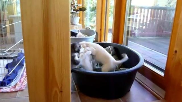 Saluki Welpen Al Naqawa D-Wurf - Щенки салюки