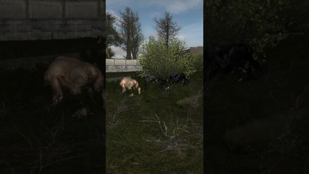 ТРЕНИРОВКА У ХИМЕР - Сталкер ОП 2.2 Mod Pack LSC short #shorts смотреть онлайн