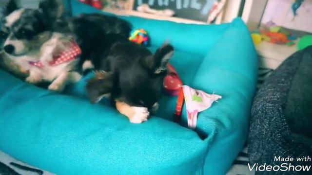 Чихуахуа Юми покемон😍😎 смотреть онлайн