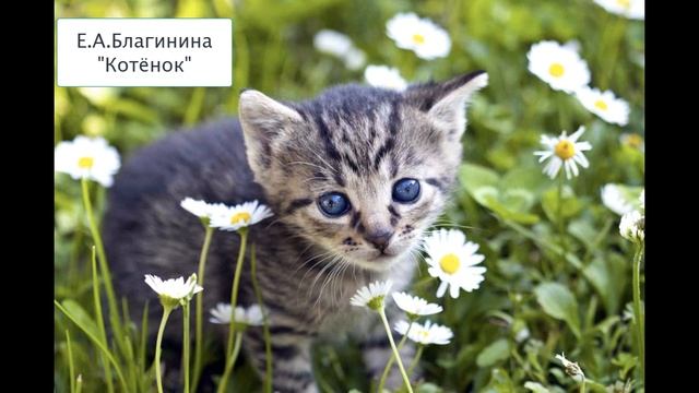 Е.А. Благинина "Котёнок" смотреть онлайн