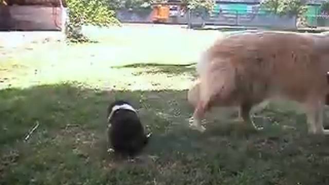 Szczeniaki Owczarek Szkockie COLLIE miot "T" смотреть онлайн