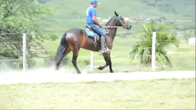 LOTE 42 TULIPA SANTA ROSA смотреть онлайн