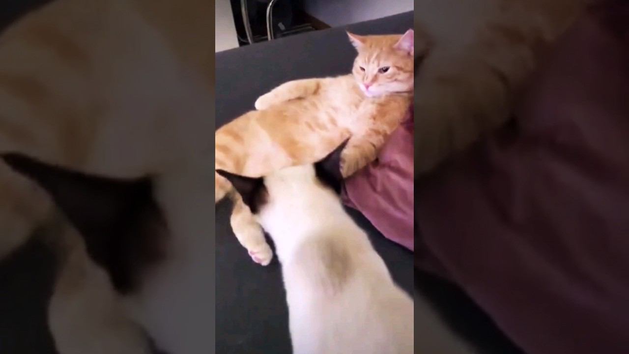 ▷Котик полез в объятия◁ смотреть онлайн