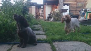 Русский Охотничий Спаниель 2,5 мес. Обучение подаче.