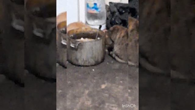 Лялька и Тоша едят суп